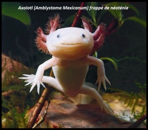 Axolotl 004