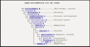 Tetrameron 003 - Arbre Phylogénétique issu des cordés 001